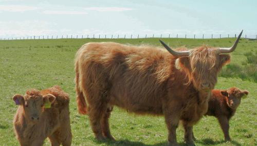 Buttercup Cottage - Foto 1