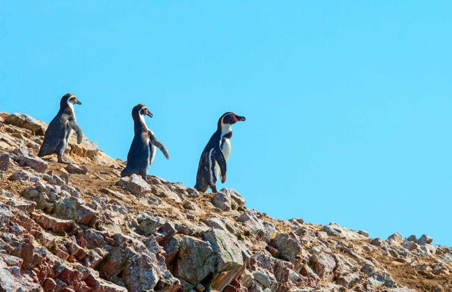 Excursión a las islas Ballestas y la Reserva Nacional de Paracas - Foto 1