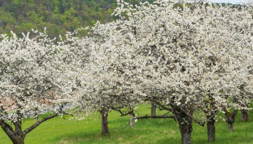 Ferienhaus Holunderweg an der Theme Obernsees mit Sauna - Foto 4