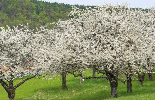 Ferienhaus Sanddornweg an der Therme Obernsees - Foto 4