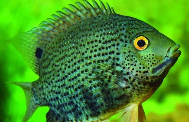 Fish Fauna Museum Tour in Beni - Foto 6