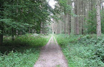 L'Eucalyptus - Foto 48