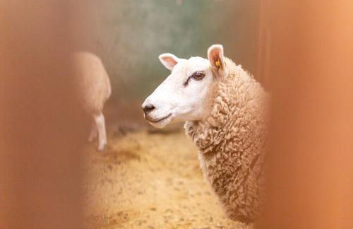 Nordseehof Brömmer - Foto 30