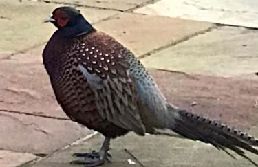 Little Banks Cabin - Foto 8