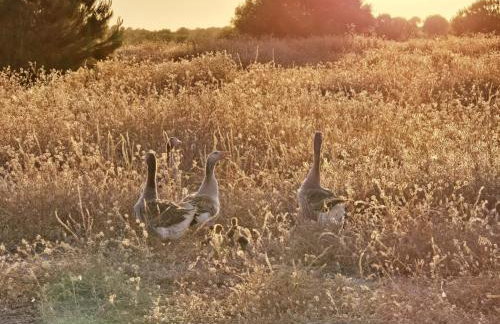 Casas do Monte - Foto 34