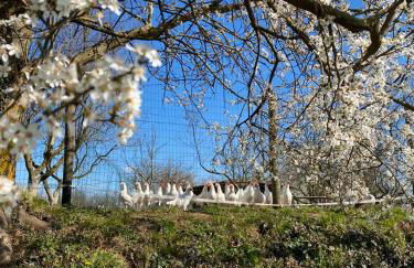 Cascina Bagaggera - Foto 25
