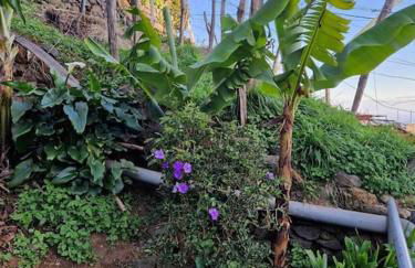 House in Camara de Lobos - Foto 63