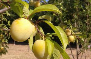 Casa Masseria Le Ville - Foto 16