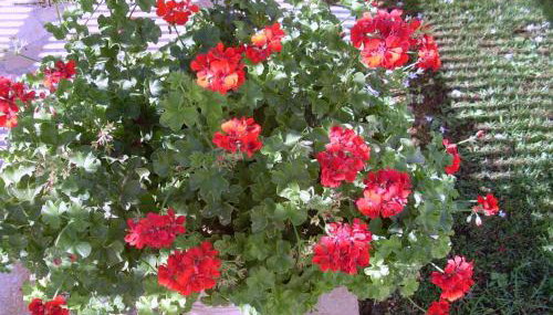 Villa Amelia - Foto 5, Garden