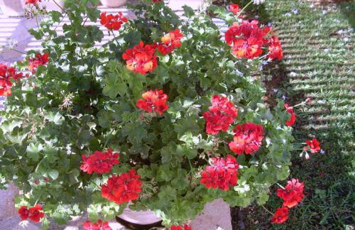 Villa Amelia - Foto 5