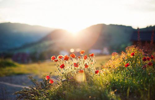 Villa Apia - Foto 17