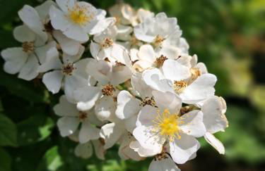 Holledauer Hopfakammerl - Foto 23