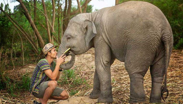 Elephant Sanctuary Trip - Foto 4