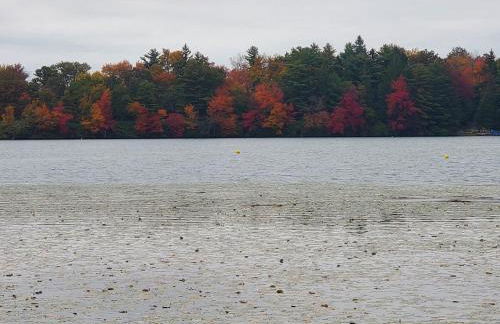 Harmony in the Woods - Foto 28