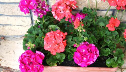 La casa di Rachele - Foto 4