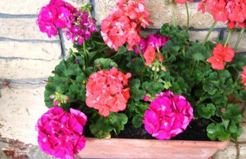 La casa di Rachele - Photo 4