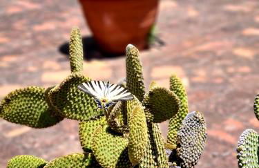 Etna panoramic villa with swimming pool - Foto 10