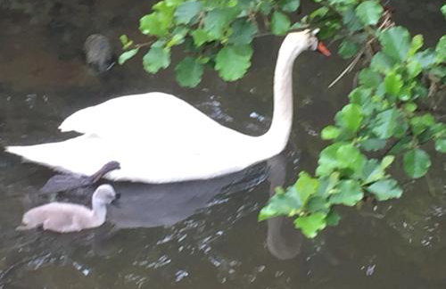 The Warwick lodge - Photo 11