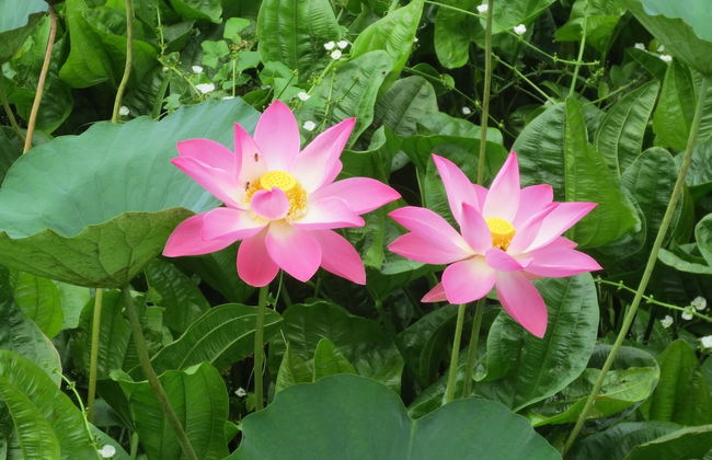 Bloo Lagoon Eco Village - Photo 75