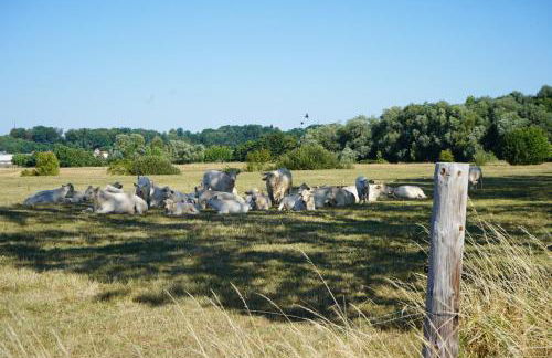 FeWo Elbdeichliebe - Photo 35