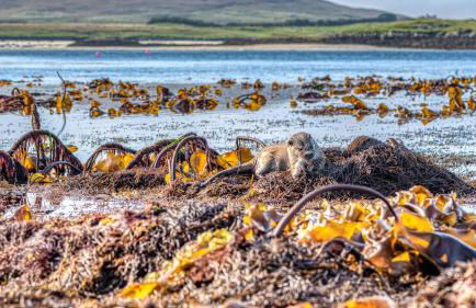 North Uist Lodges - Foto 10