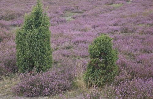 Jameln - Lüneburg Heath - Foto 26
