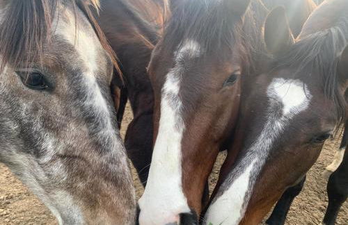 AGRITURISMO LA CORTE DEI CAVALIERI - Foto 31