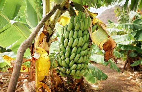 Finca Ecológica Quinta Los Tizones - Foto 54