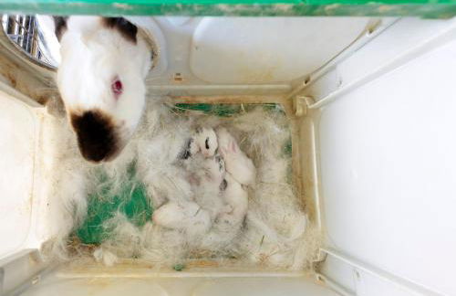 Mas Cal Gintó - Foto 32