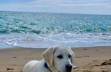 Family House - Foto 51