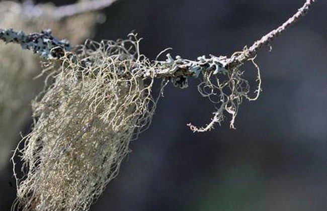 Divaanikivi - Foto 23