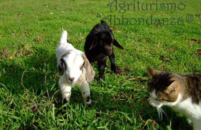 Room in Farmhouse - Agriturismo Abbondanza® - Foto 30
