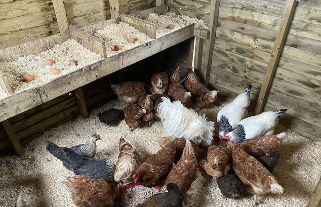 Swift Vogue Edition Caravan - Photo 18