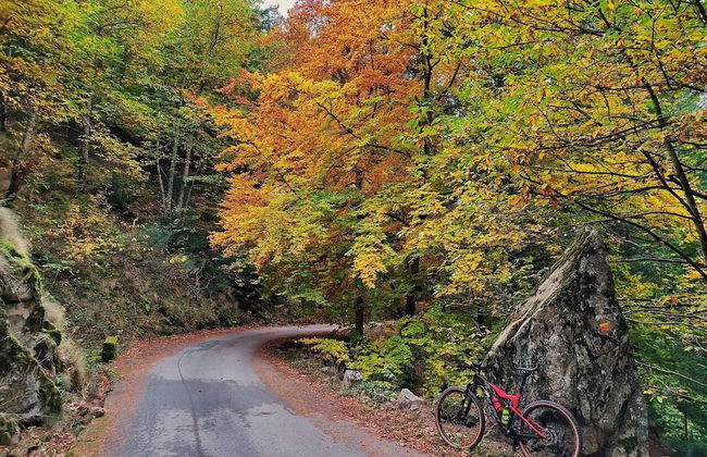 19th Centry Farmhouse Getaway - Sleep 12-14 W/pool - Foto 12