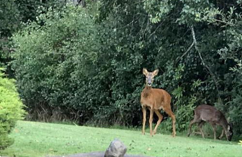 Rabbie Burns Lodge - Photo 41