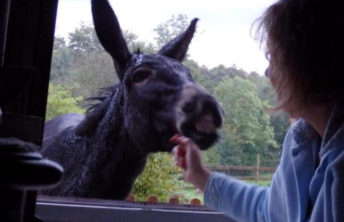 Gîte en pleine nature avec Wifi, animaux acceptés - FR-1-489-122 - Foto 28