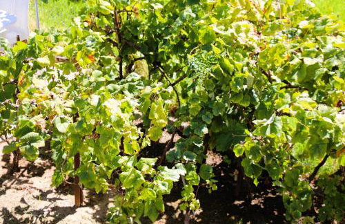 Private Villa AKOBARA, 2km from city center - Foto 29