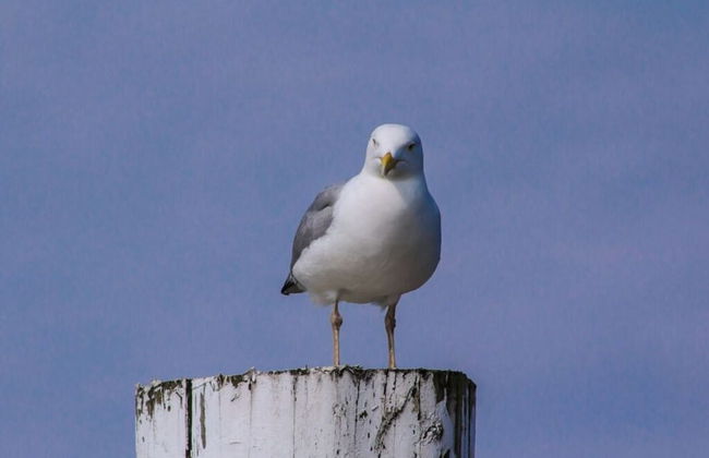 Strandhuus Modern Retreat - Foto 15