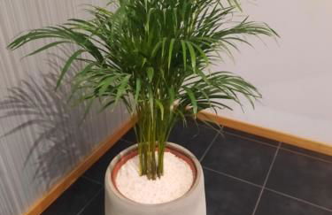 Rose Sun House - Foto 29