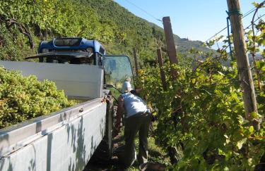 Azienda Agricola Campion - Foto 56