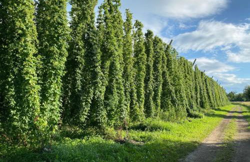 Beim Dorfbach - Die Hofchalets - Foto 7