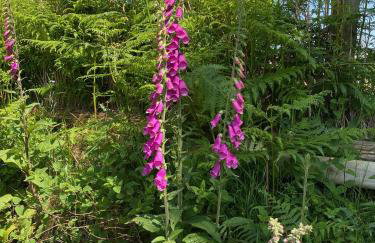 Polly's Barn, Penrhyn - Foto 24