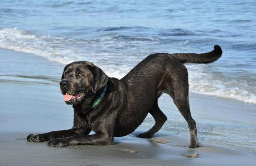 Pfötchenparadies II - Foto 17