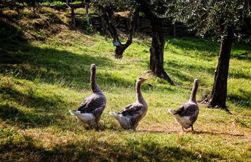 L'Agriturismo di Montalbino - Foto 18