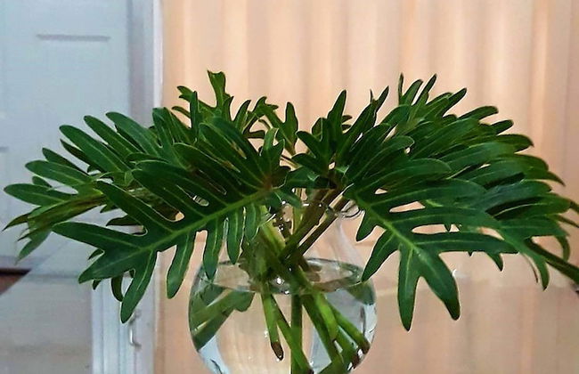 Family Home Chiang Mai - Lino House - Foto 18