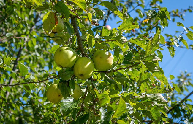 Hillcrest Lodge - Foto 44