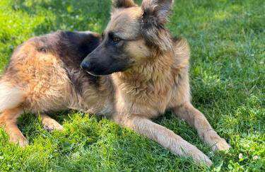 Leszczynowa Górka -Mazurskie Siedlisko w Silcu - Foto 11