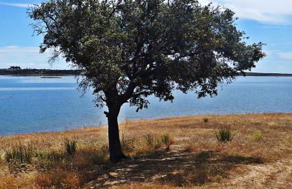 Casa do Avô Tó - Foto 45