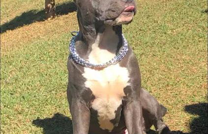 Sítio do Heryton - Photo 16