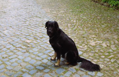 Ferienwohnung in Dorfmark - Foto 19